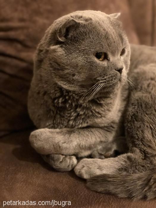 atlas Erkek Scottish Fold