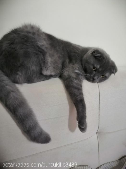 zilliokşan Dişi Scottish Fold