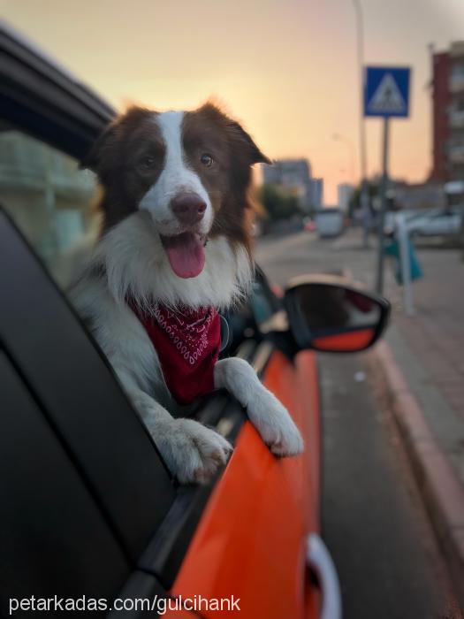 luka Erkek Border Collie