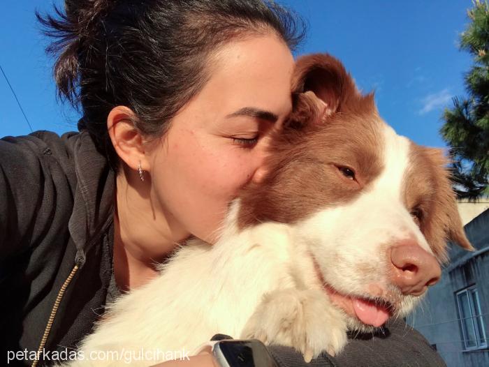 luka Erkek Border Collie