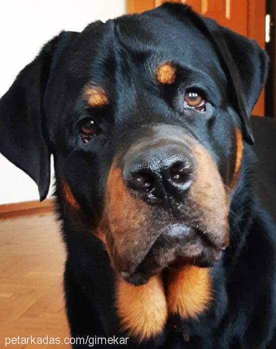 thor Erkek Rottweiler