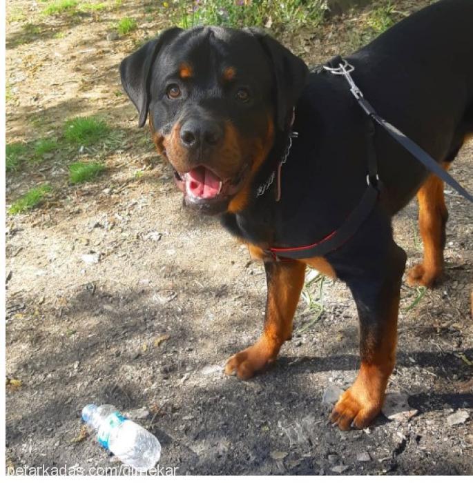 thor Erkek Rottweiler