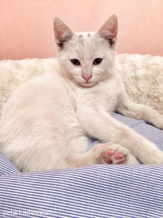 2 Aylık Erkek Beyaz Irk Oyunsever Kedi ), , Ücretsiz Kedi, İstanbul