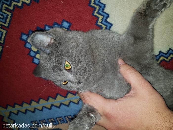 küllü Dişi British Shorthair