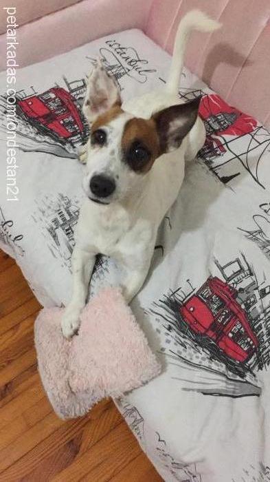 duman Erkek Jack Russell Terrier