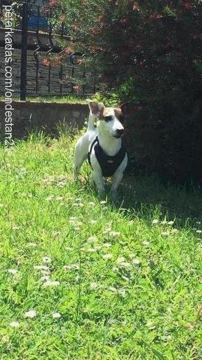 duman Erkek Jack Russell Terrier