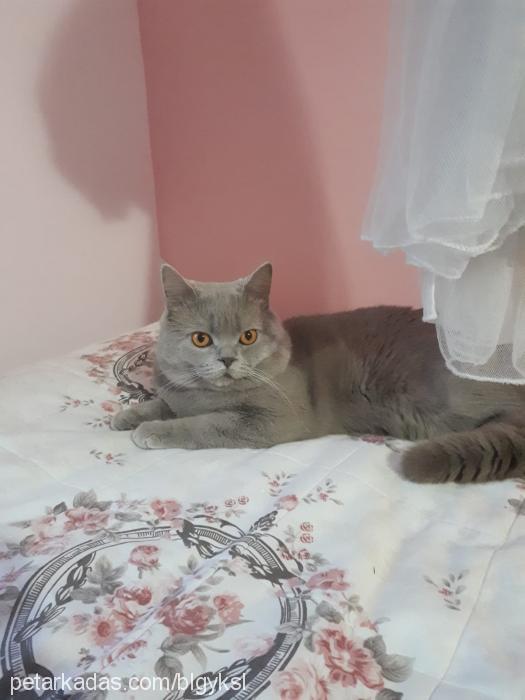 paŞa Erkek British Shorthair