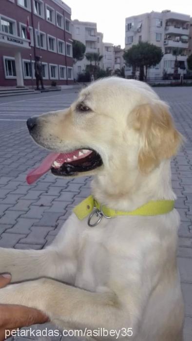 aŞİl Erkek Golden Retriever