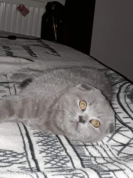 prenses Dişi Scottish Fold