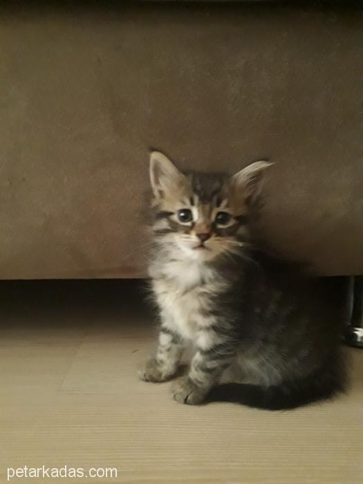Bebek Yuva Arıyor, K, Ücretsiz Kedi, Kırıkkale