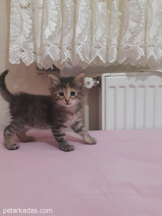 Bebek Yuva Arıyor, K, Ücretsiz Kedi, Kırıkkale