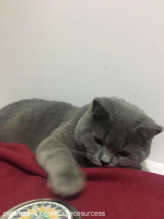 cess Erkek British Shorthair