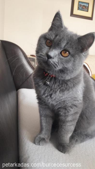 cess Erkek British Shorthair