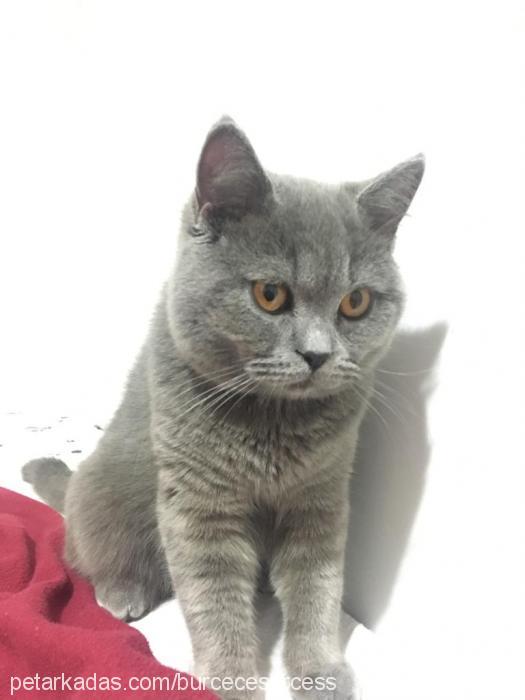 cess Erkek British Shorthair