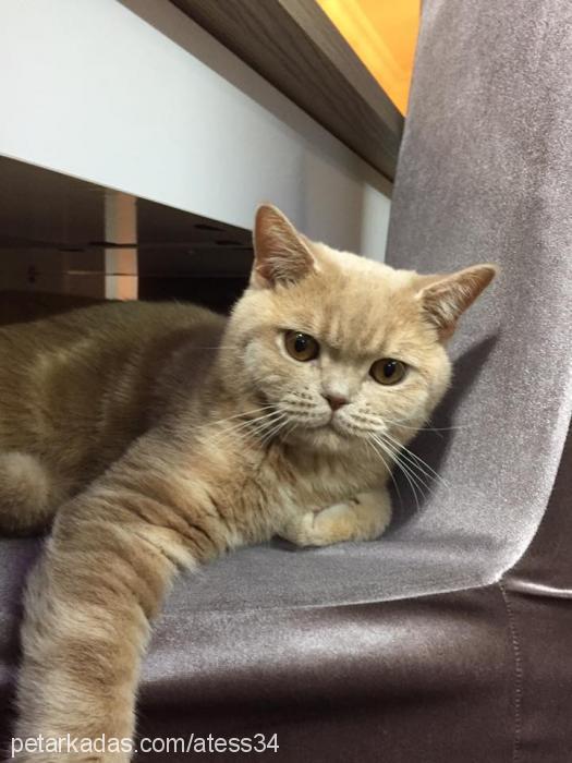 ateŞ Erkek British Shorthair