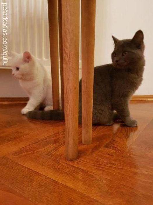 maviş Erkek British Shorthair