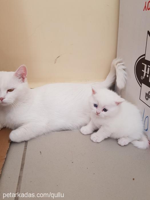 maviş Erkek British Shorthair