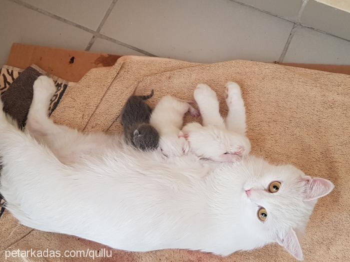 maviş Erkek British Shorthair