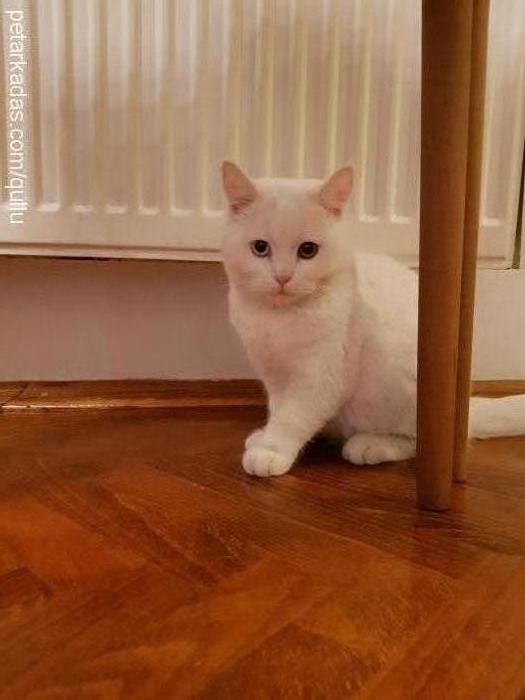 maviş Erkek British Shorthair