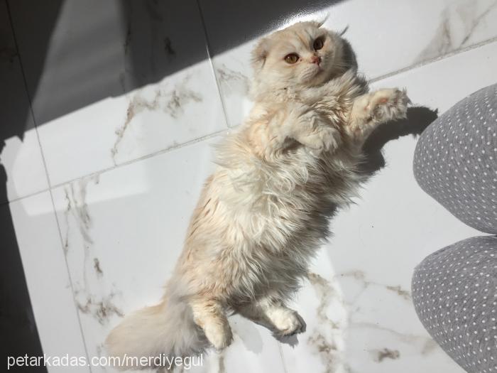 Şans Erkek Scottish Fold