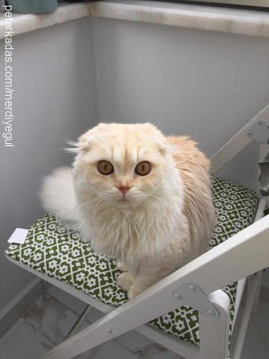 Şans Erkek Scottish Fold