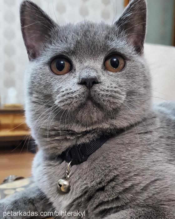 grey Erkek British Shorthair