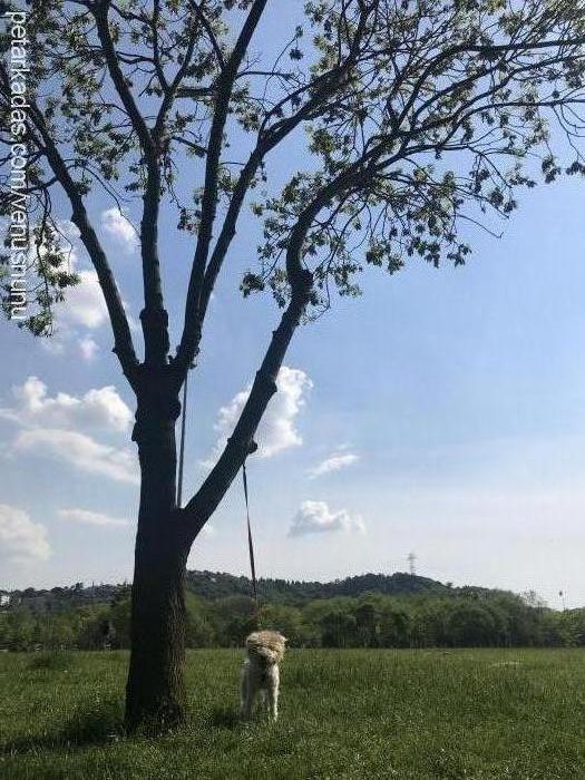 venüs Dişi Fox Terrier (Wire)