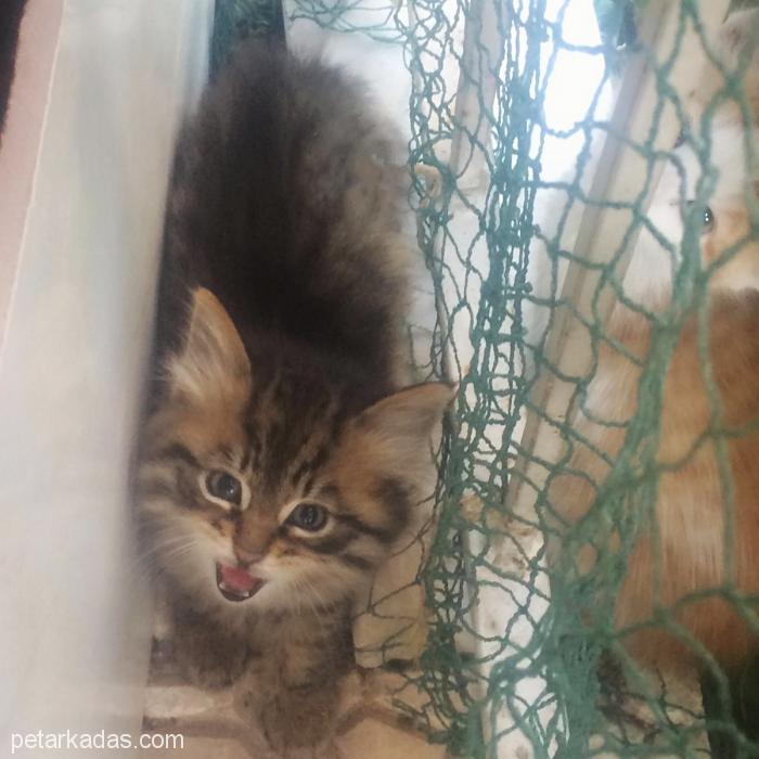 Mırmır Oğlan Ömürlük Ailesini Arıyo, Ücretsiz Kedi, Ankara