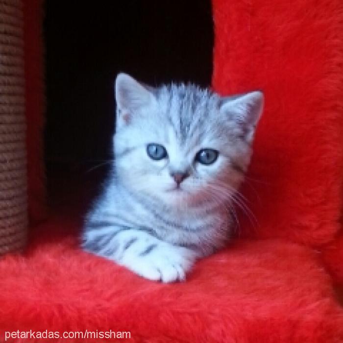 misha Dişi British Shorthair