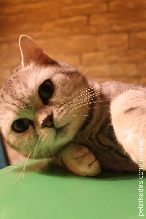 misha Dişi British Shorthair