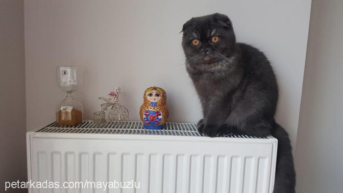 maya Dişi Scottish Fold