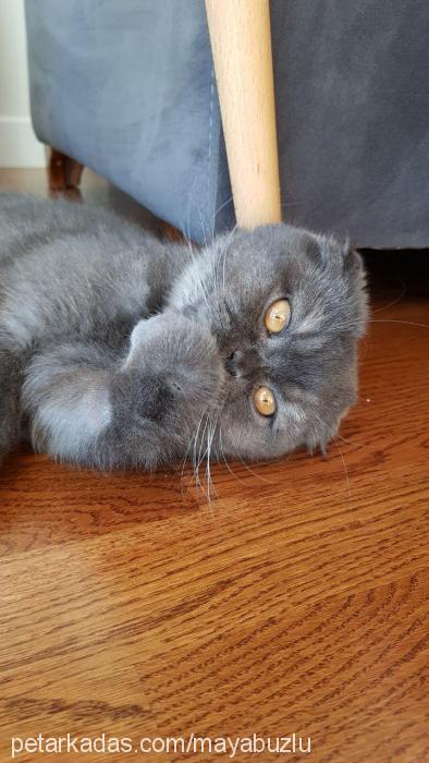 maya Dişi Scottish Fold