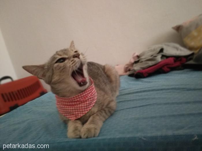 Aşıları Tam 10 Aylık Hiperaktif Tekir Ke, Ücretsiz Kedi, Bursa