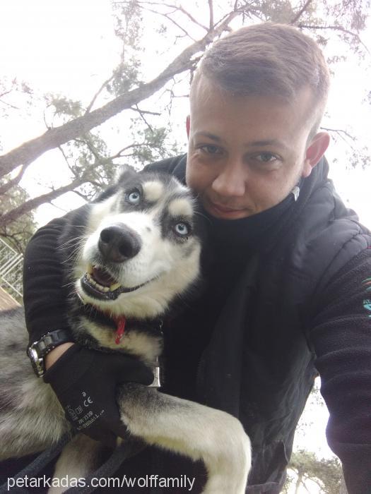 thor Erkek Sibirya Kurdu (Husky)