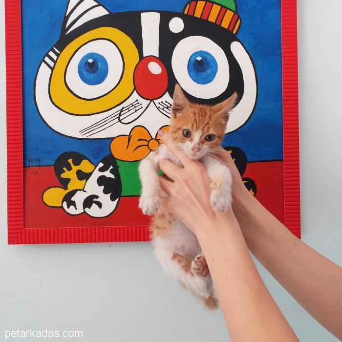 Mini Mini Minnoş Mırmır Yuva Arıyo, Ücretsiz Kedi, Aydın