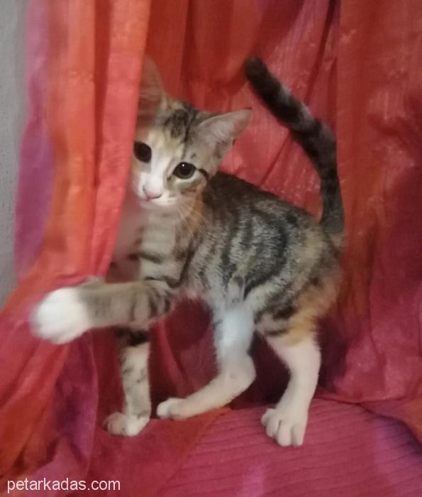 Şirinlik Muskası , Ücretsiz Kedi, Bursa