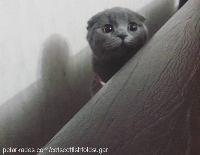 Şeker Dişi Scottish Fold