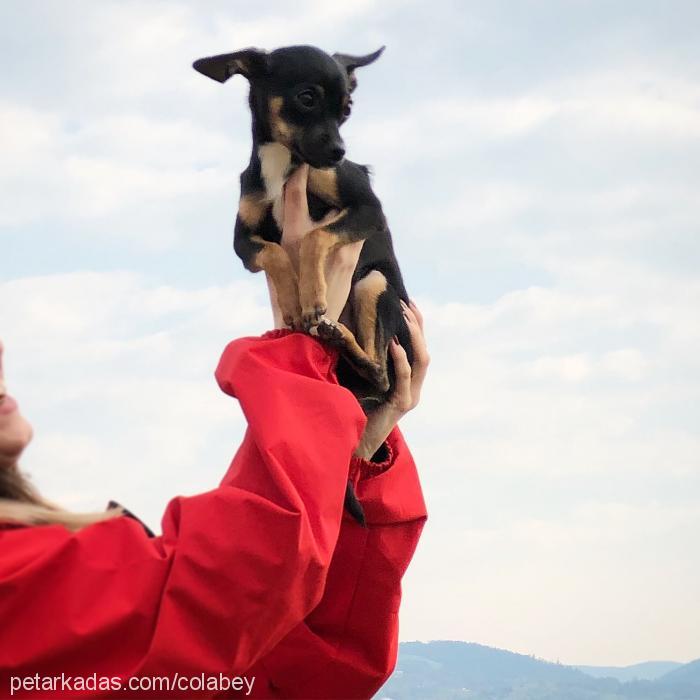 Cola Erkek Minyatür Pinscher