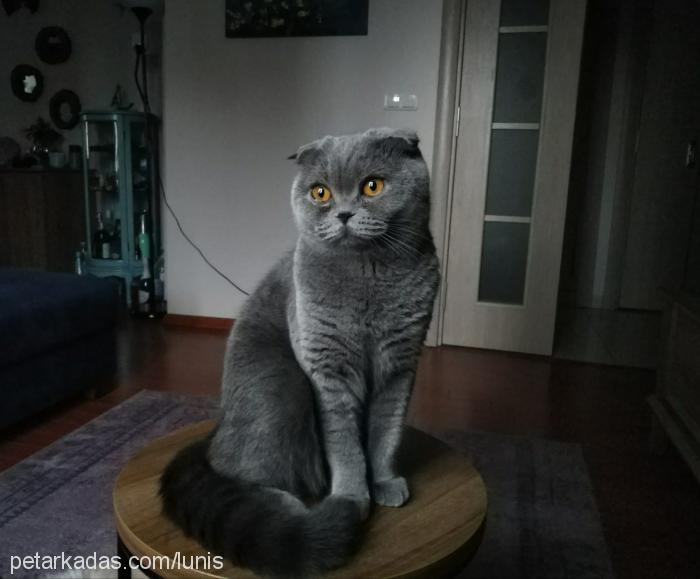 Luna Dişi Scottish Fold