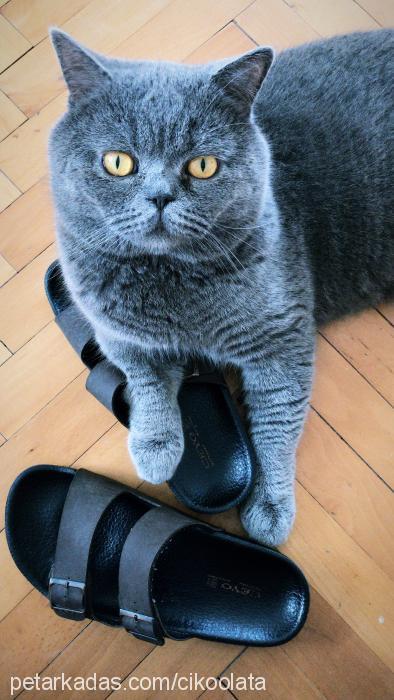 çikoolata Erkek British Shorthair