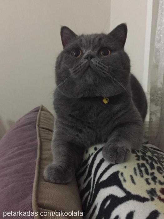 çikoolata Erkek British Shorthair