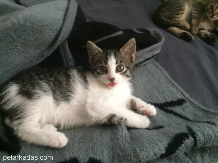 2 Aylık Minik İsimli, Sevimli Yavru Kedi Yuva Arıyo, Ücretsiz Kedi