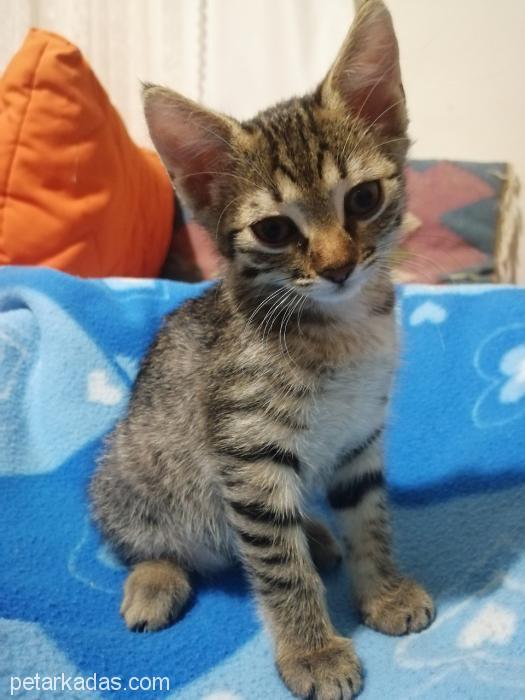 2 Aylık Boncuk İsimli, Sevimli Yavru Kedi Yuva Arıyor, Manisa