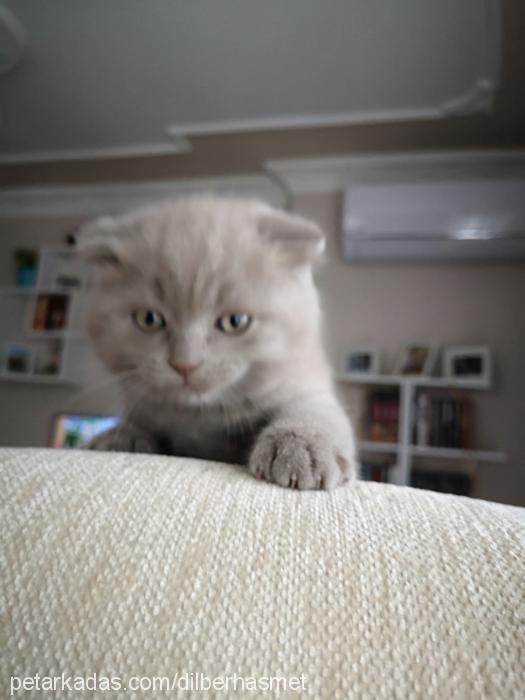 haşmetbey Erkek Scottish Fold