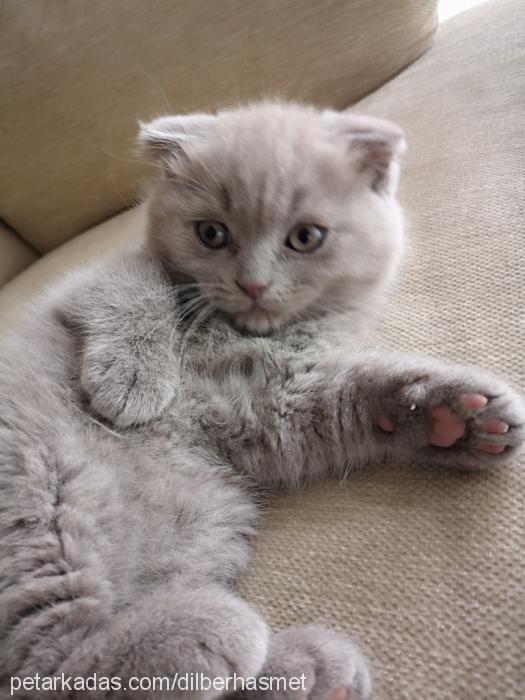 haşmetbey Erkek Scottish Fold