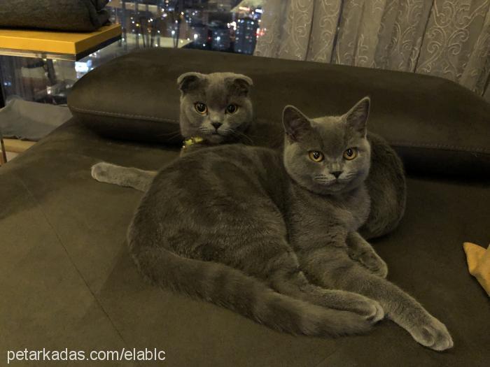 edi Erkek British Shorthair