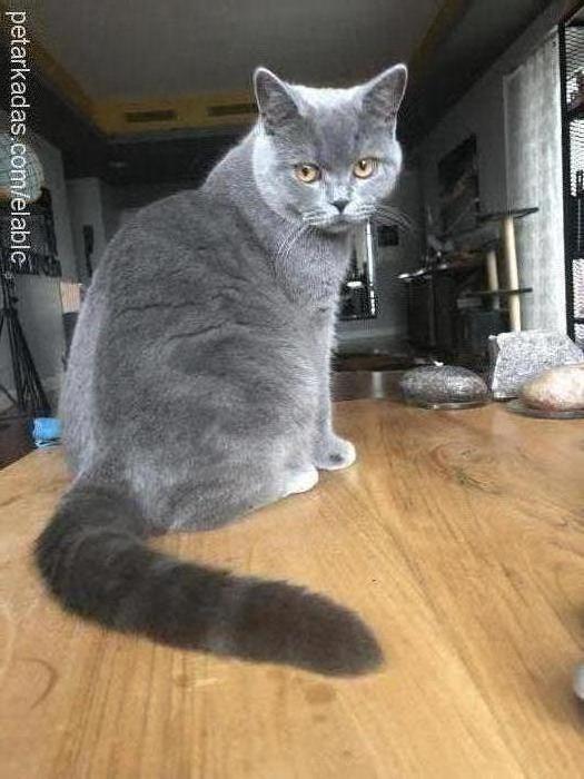 edi Erkek British Shorthair