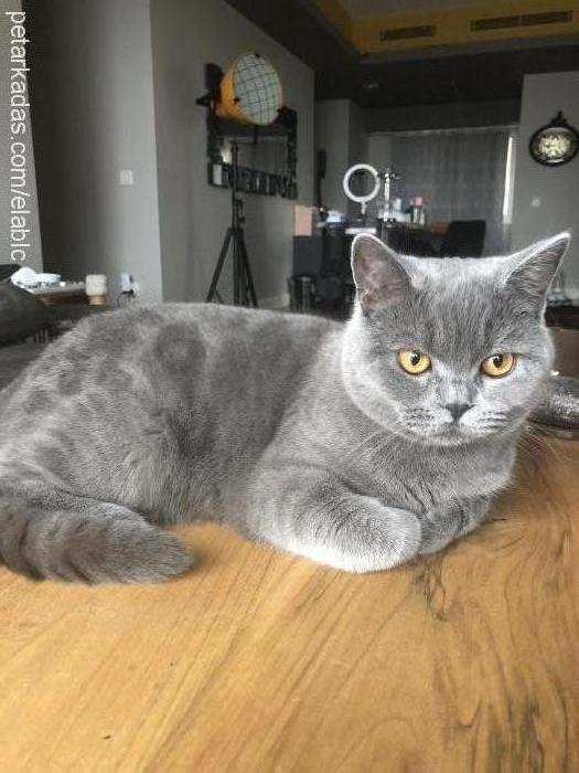 edi Erkek British Shorthair