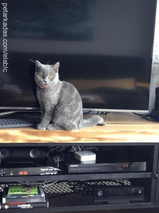 edi Erkek British Shorthair