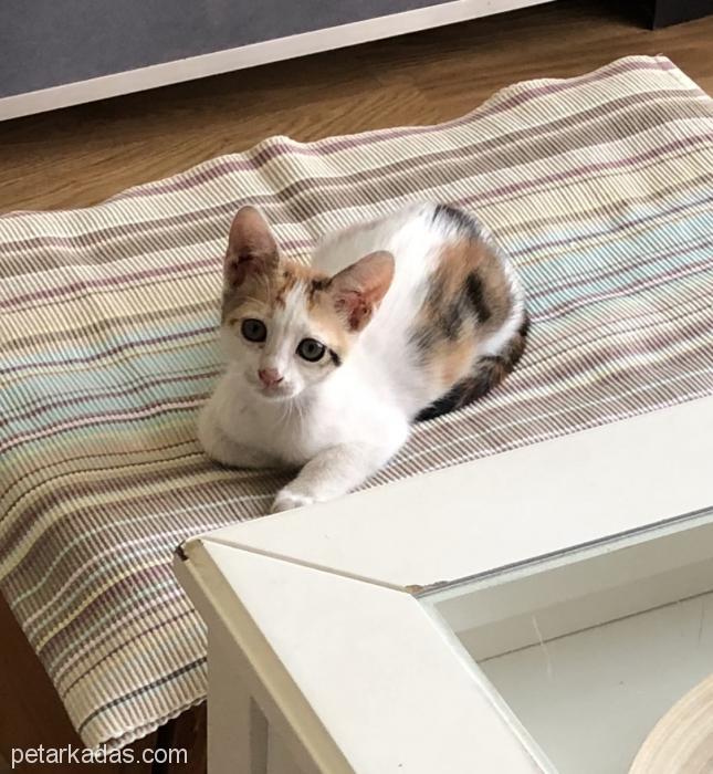 Minik Yavru Kedi, , Ücretsiz Kedi, İstanbul